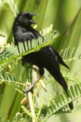 Unicolored Blackbird -- male