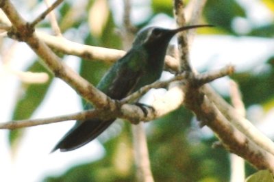 White-tailed Goldenthroat -- male