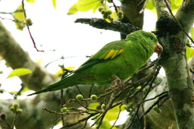 Yellow-chevroned (=Canary-winged) Parakeet