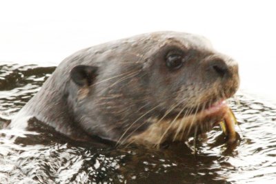 River otter with lunch