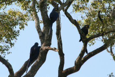 Hyacynth Macaws