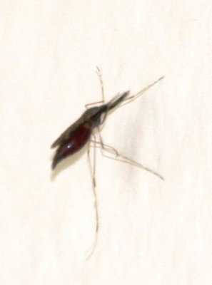 Anopheles mosquito - engorged