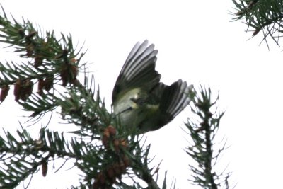 vireo 05022010 CO NK 01.JPG