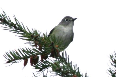 vireo 05022010 CO NK 03.JPG