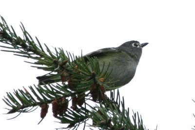 vireo 05022010 CO NK 04.JPG