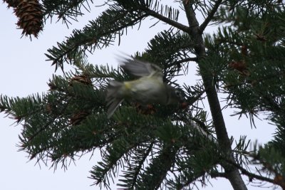 vireo 05022010 CO NK 05.JPG