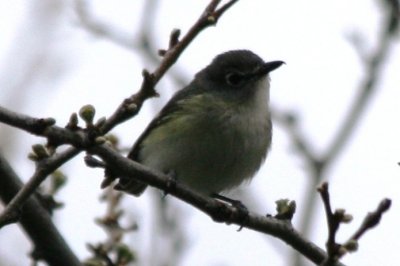 Another mystery vireo