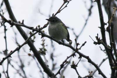 vireo 05022010 CO NK 13.JPG