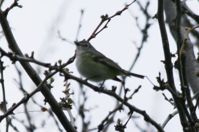 vireo 05022010 CO NK 15.JPG