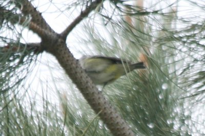 vireo 05022010 CO NK 18.JPG