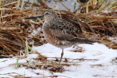 Long-billed Dowitcher (in prealternate molt)