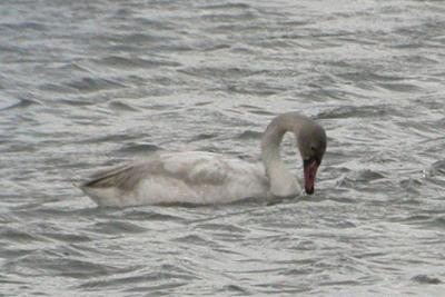 Close-up of juvenile Swan. Notice how high the rear end rides, and the wide angle formed by the rear end.