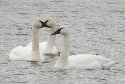 Swans in Loveland 2005