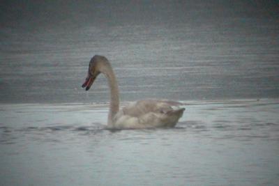 Juvenile swan - Tundra or Trumpeter?