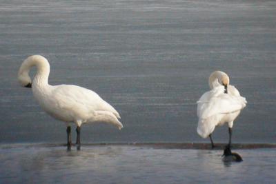 Two Trumpeters preen on the ice