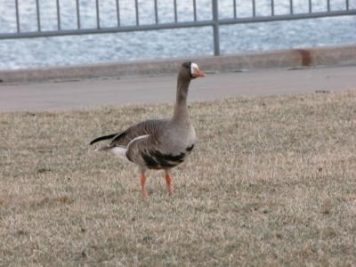 Greater White-fronted Goose