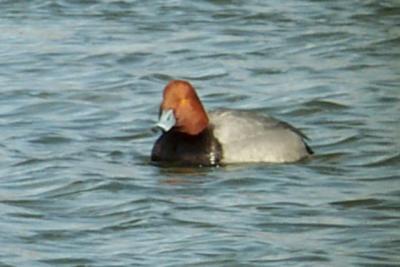 Redhead (male alternate)