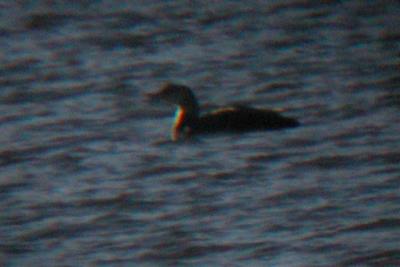 Yellow-billed Loon in Colorado