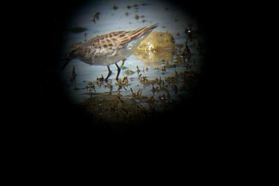 White-rumped Sandpiper