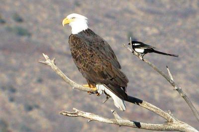 Bald Eagle, Colorado (USA) November 2005