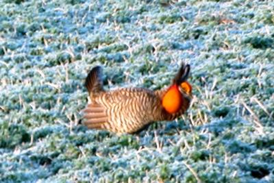 Greater Prairie-Chicken (male, displaying)
