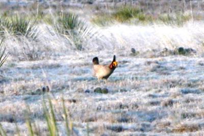 Lesser Prairie-Chicken (male, displaying)