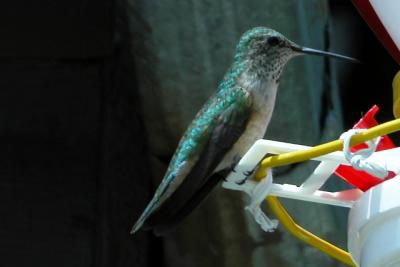 Broad-tailed Hummingbird (ad female)