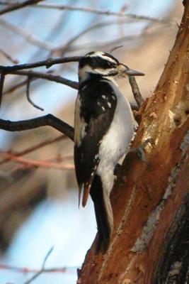 Hairy Woodpecker (female, mountain race)