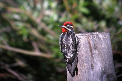 Red-naped Sapsucker (adult male)