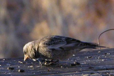 Black Rosy-Finch  (imm female)