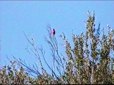 Painted Bunting (adult male, alternate)