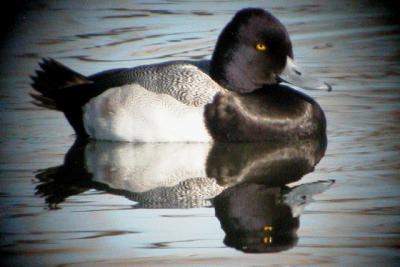 Lesser Scaup (adult male)