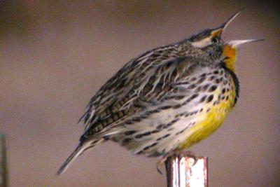 Western Meadowlark vocalizing, Larimer County, Colorado (USA), January 2006