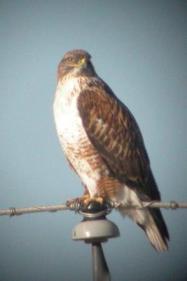 Ferruginous Hawk (Adult male)