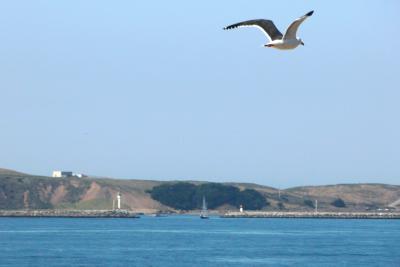 Another northward vista - same Western Gull