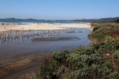 The freshwater inlet is used for bathing and drinking by the gulls