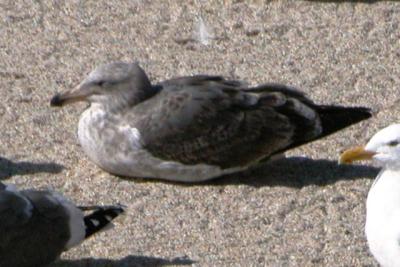 Western Gull - second cycle