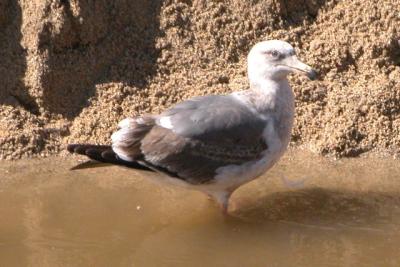 Western Gull - second cycle