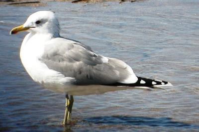 California Gull - definitive adult