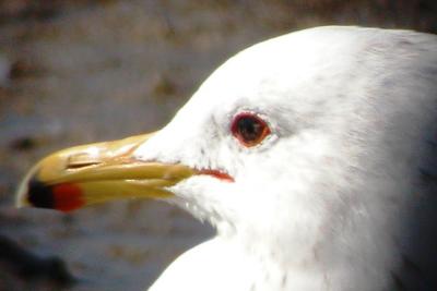 California Gull - head shot of same bird