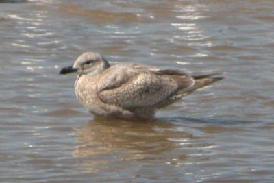 Glaucous-winged Gull - first cycle