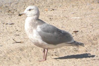 Glaucous-winged Gull - third cycle