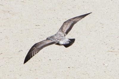 Western Gull - first cycle; note all black tail and pale rump