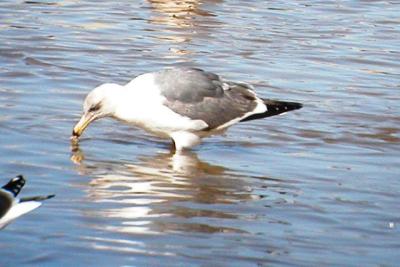 Western Gull - third cycle