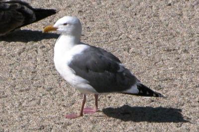 Western Gull - definitive adult