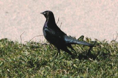 Brewer's Blackbird