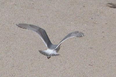 Glaucous-winged Gull - third cycle