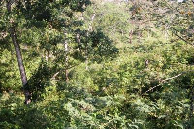 Guamil (Early second-growth forest)