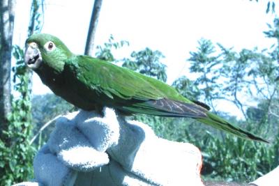 Olive-throated (Aztec) Parakeet
