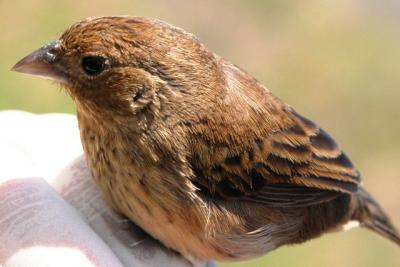 Blue-black Grassquit female (Volatinia jacarina)